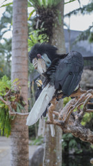 the bird is in the park in the morning