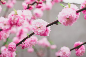 Fool bloom of pastel pink flowers of oriental chinese cherry sakura tree. Cherry blossoms tree. Spring floral concept.