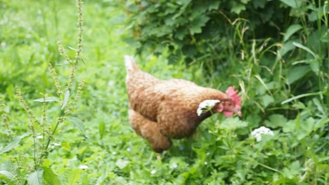 Free range hens - chicken - grazing in the garden of an organic farm in HD VIDEO. Organic farming, animal rights, back to nature concept.