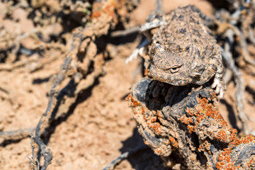 Close portrait of Phrynocephalus helioscopus agama in nature