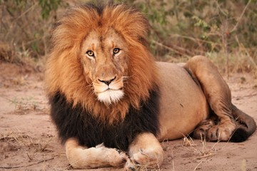 male lion in the wild