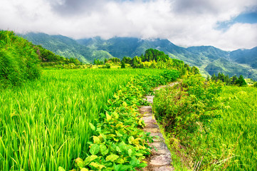 Yunhe china cloud rice terrace garden
