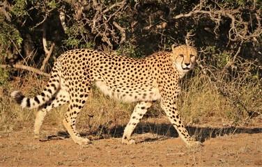 cheetah walking