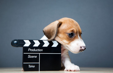 image of dog clapper board dark background 