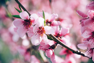 Fool bloom pastel pink peach tree flowers. Spring floral concept. Peach blossoms tree.
