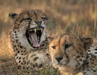 Cheetah teeth