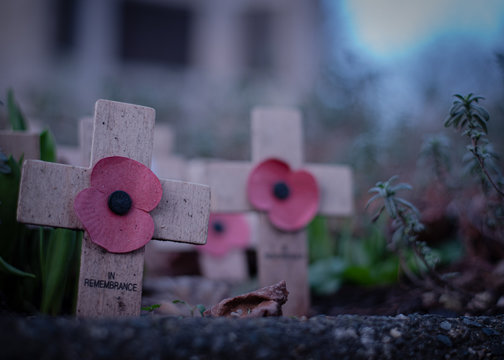 Crosses With Poppy On Them, United Kingdom Rememberance Day