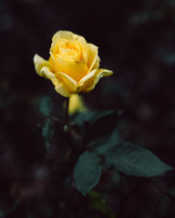 yellow rose blooming 