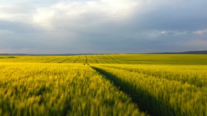 green yellow field daylight agricultural industry landscape organic growth harvest plant field farming nature grain sky environment spring grass farm summer rural close up