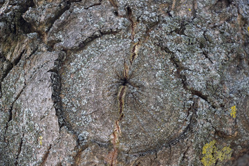 Light gray background of a tree bark on a bark of moss growing. Background like texture. full frame, element for the designer, close-up.