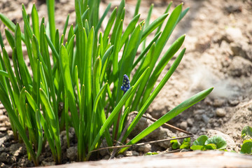 Blooming blue flowers with green leaves. Macro shot. Background like texture.