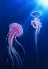jelly fish in the ocean © Karen