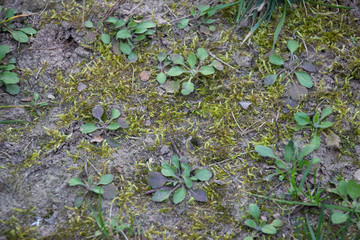 Green grass grows on the ground. Spring came. Background like texture.