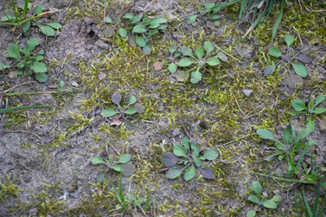 Green grass grows on the ground. Spring came. Background like texture.