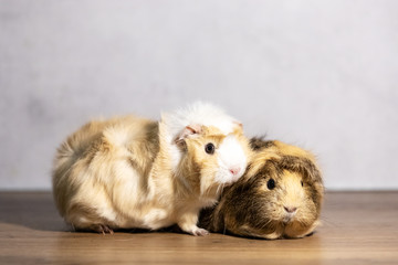 Adorable guinea pigs indoor on gray background