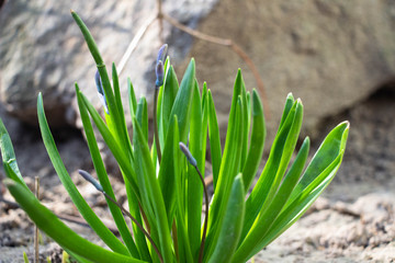 Blooming blue flowers with green leaves. Macro shot. Background like texture. Stone in the background.