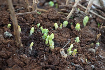 Buds grow from the ground. Macro shot. Background like texture..