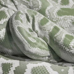 Abstract green snake