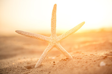Fototapeta na wymiar Close-up Starfish On Sand