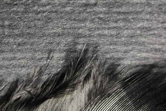 fluffy black ostrich feathers on a dark background