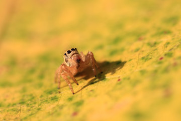 Jumping spiders