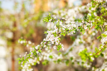 Beautifully blossoming tree branch apple. Blooming tree branches Cherry with white flowers natural background. Abstract spring floral background. Spring flowers. Easter. Allergy season. Spring concept