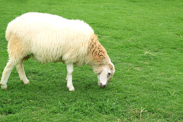 Obraz premium Lamb eating grass.