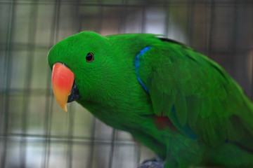 Electus Parrot