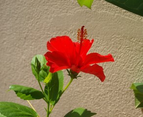 Red hibiscus flower in sunlight on the background of white wall. Big blooming flower and bud with leaves at the branch. Bright red petals and long stigma of hibiscus. Close-up isolated macro side view