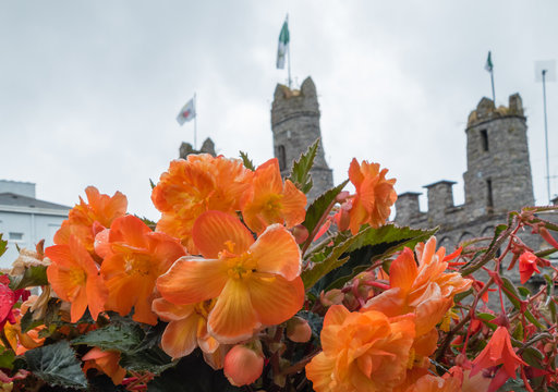 Flowers in Front of Castle Macroom Ireland 