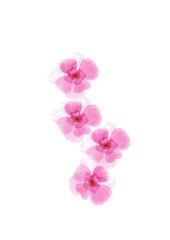 Fototapeta na wymiar 4 watercoloured pink flowers