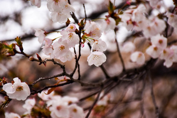 Obraz premium 落ち着いた色の桜