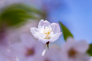 横浜四季の森公園の桜