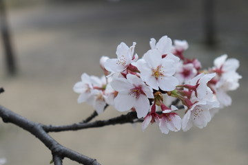 桜