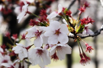 桜