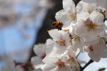 ハチと桜