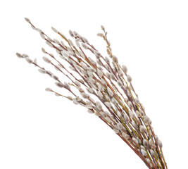 Willow twigs isolated on white background. without shadow © azure