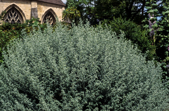 Absinthe, Artemisia absinthium