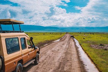 Safari jeep driving on busy dirt road on floor of Ngorongoro Crater, looking for wildlife activity...