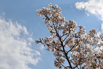 桜