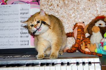Domestic red thoroughbred cat plays with a wire on the electronic piano, the concept of home...