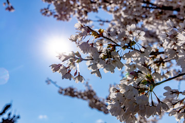 Frühling, Sonne, Blumen