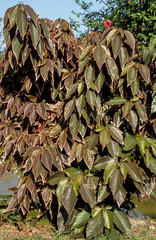 Cancan, Acalypha wilkesiana