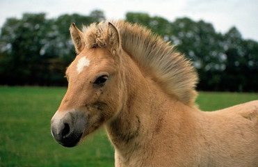 Fototapeta premium Cheval, race Henson, Baie de Somme, 80, Somme