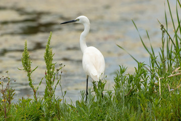 Grande Aigrette,.Ardea alba, Great Egret