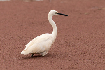 Grande Aigrette,.Ardea alba, Great Egret