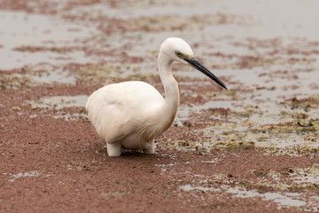 Grande Aigrette,.Ardea alba, Great Egret