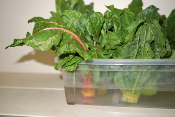 colorful Swiss chard bunches