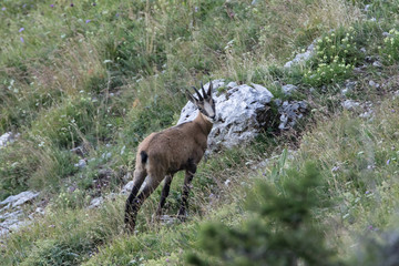 Wildlife