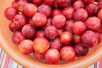 myrobalan plums